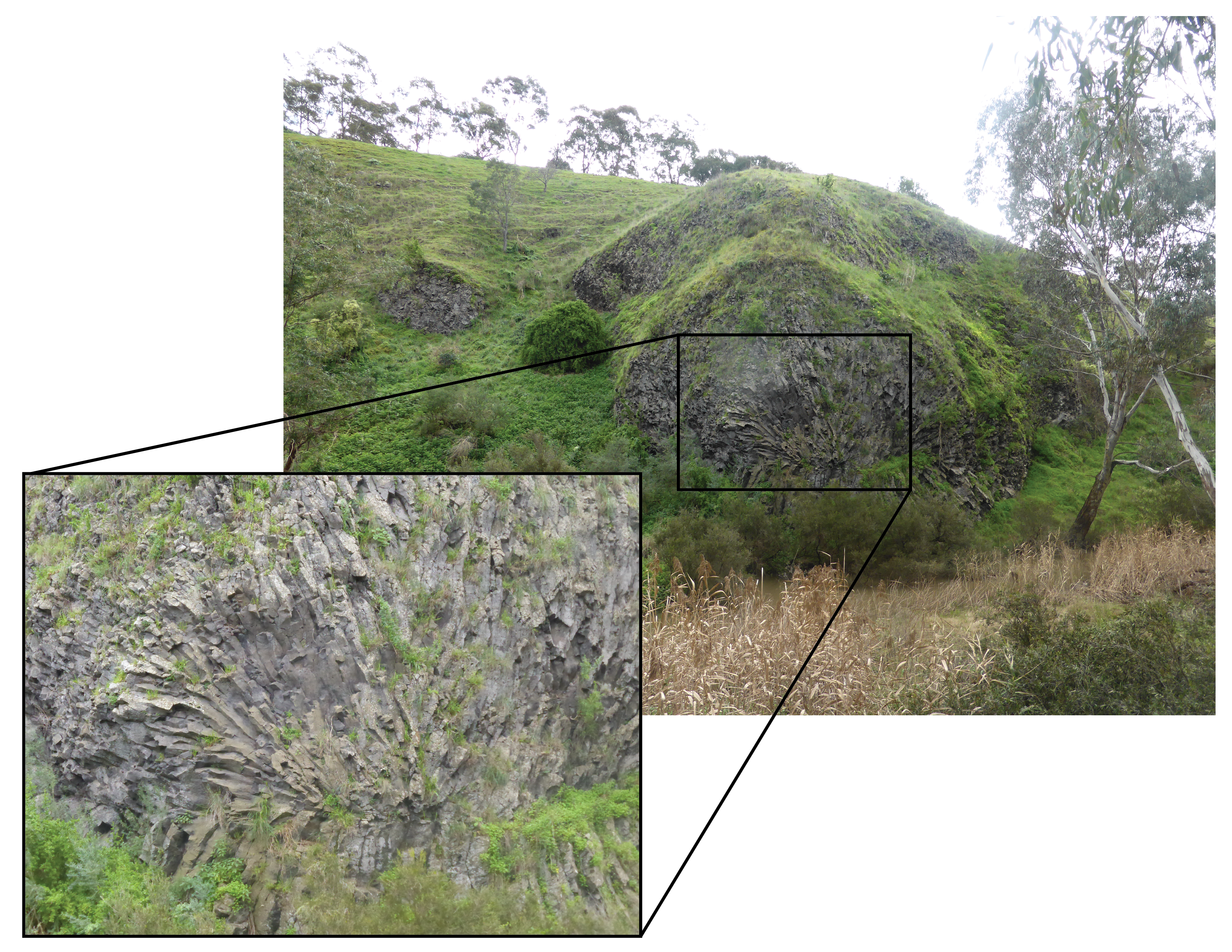 organpipes - rosette-03.png