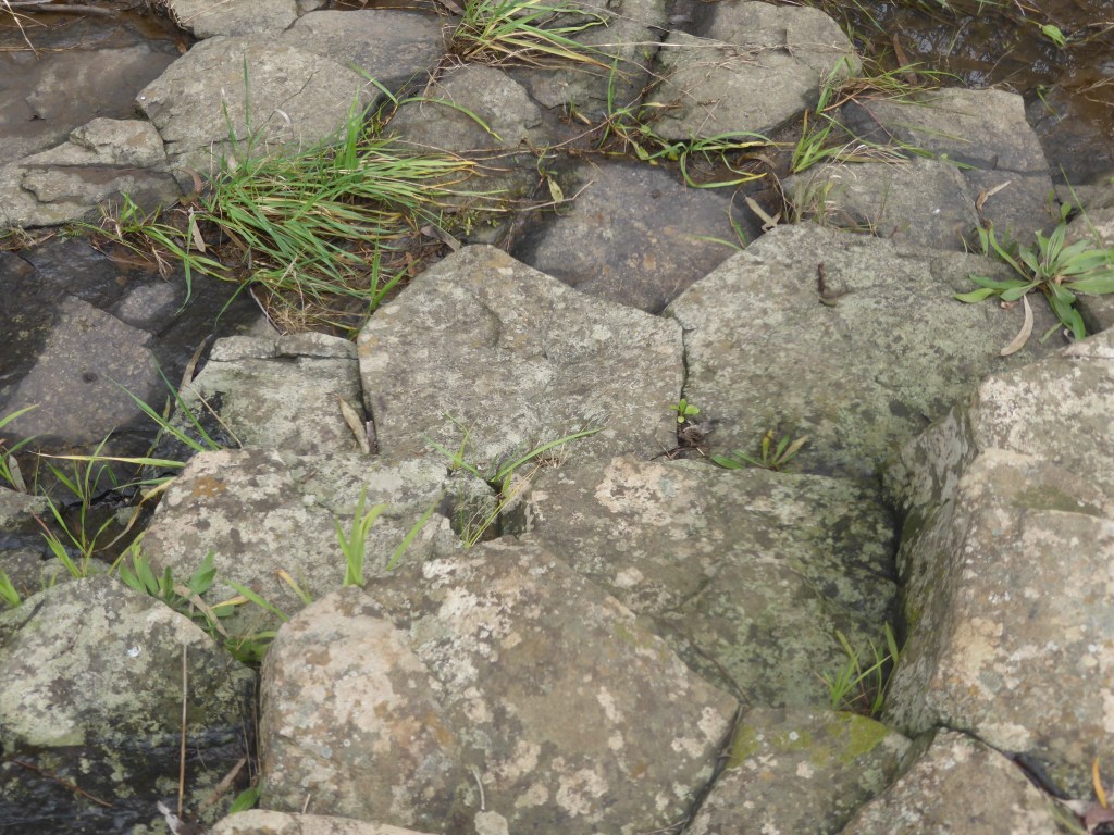 Organ Pipes National&nbsp;Park